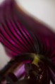 /album/l%27orchidee%3a-fleurs-des-songes-aux-contours-r%c3%aaveurs/detail-lorchidee-mars-2013-011-jpg/